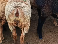Qoyun, Arashan sheep — foto 5