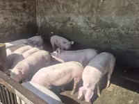 Boar, Pigs — photo 8