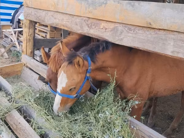 Horse (M), Horses