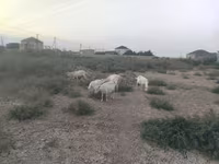 عنزة, الماعز — الصورة 2
