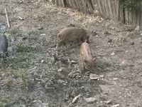 Kanec, Prasata — foto 4
