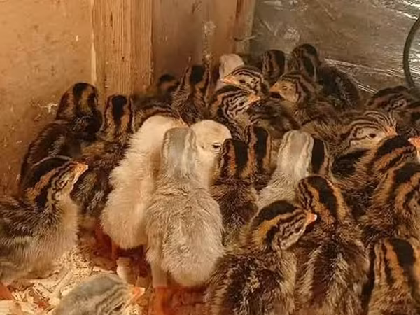 Guinea fowl — Azerbaijan