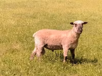 公羊, Shroshire sheep — 照片 5