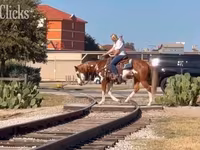 At, American paint horse — foto 4