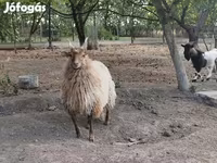 Beran, Racka sheep — foto 2
