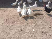 Ducks — الصورة 1