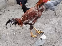 Chickens — photo 1