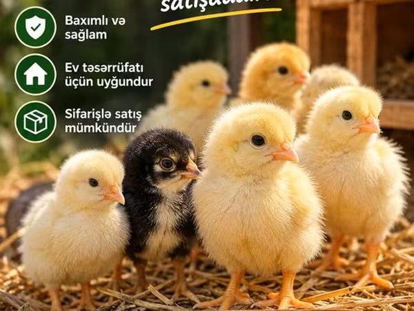 Chickens — Azerbaijan
