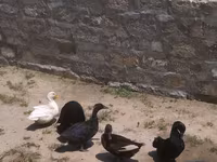 अलाबियो — फ़ोटो 1
