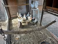 Holenderski bantam — zdjęcie 5