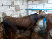 Buğa, Qırmızı-ləkəli cins — foto 3