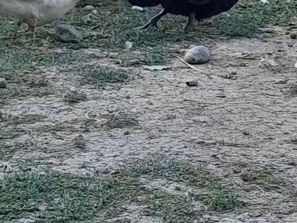 Australian Spotted — Azerbaijan