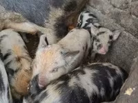 मादा सूअर, Кунекуне — फ़ोटो 5