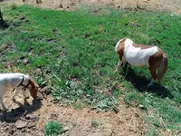 Yegua, Australian Pony — foto 2
