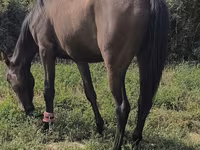 Mare, Friesian sport horse — photo 3