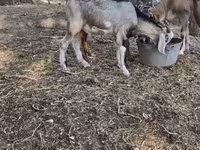 Goat, Nubian Goat — photo 2