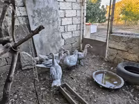 Ducks — الصورة 2