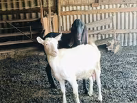 Billy Goat, Kamori goats — photo 1