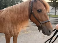 Horse (M), Rocky Mountain Horse — photo 1