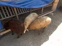 Sheep (batch, sex not specified), Sheep — photo 2