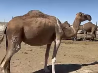 Kamele (Partie, Geschlecht nicht angegeben), Anafi camel — Foto 5