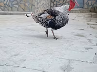 Geniş Sinəli Ağ — foto 6