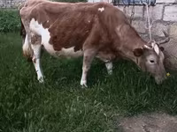 母牛, Red-spotted breed — 照片 1
