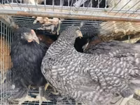 Chickens — foto 1