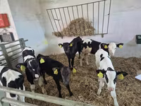 Býk, Russian Black pied cattle — foto 2