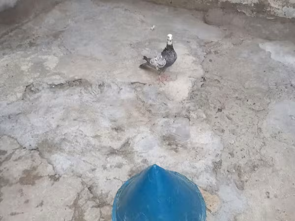 Quduc başlıqlı göyərçin yuvası/sığınacağı Məhsul təsviri: - Konus