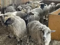 Carnero, White Suffolk sheep — foto 3