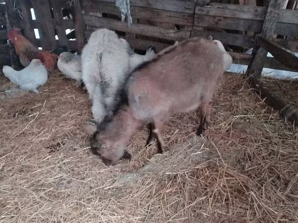 Goat, Nubian Goat