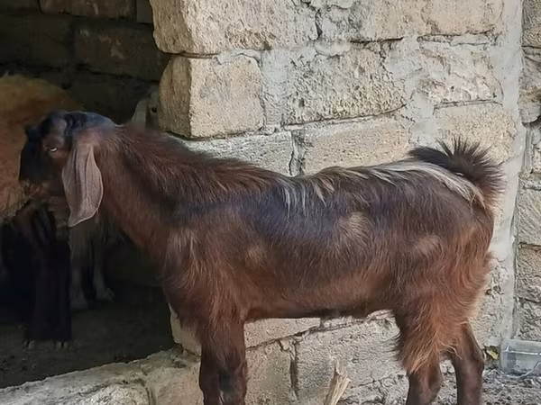 Goat, Goats — Azerbaijan
