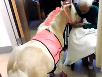 Stute, Miniature horse — Foto 5