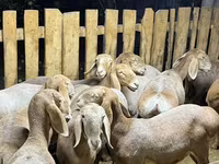 Qoyun, Arashan sheep — foto 2