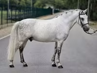 Aygʻir, Falabella — 3-rasm