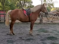Кобила, Haflinger — фото 4