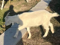 Koza, Saanen goat — foto 2