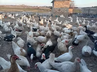 Deutscher Pekin — Foto 1
