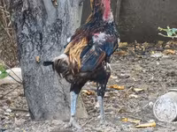 Derbişir Qırmızı Toppalı — foto 8