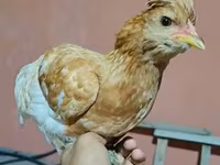 Chickens — Foto 4