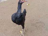 Chickens — photo 3