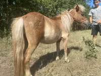 Cavalo, Indian half-bred — foto 6