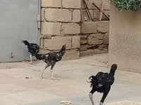 Malay döyüşçü — foto 5