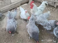 Australorp — foto 7