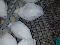 Quails — الصورة 1