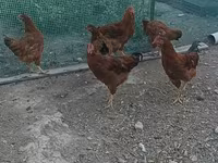 Rod-Aylend Qırmızı — foto 1