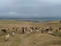Goat, Goats — photo 5