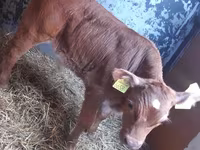 Rinder (Partie, Geschlecht nicht angegeben), Simmental cattle — Foto 2