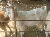 Goat, Goats — photo 4